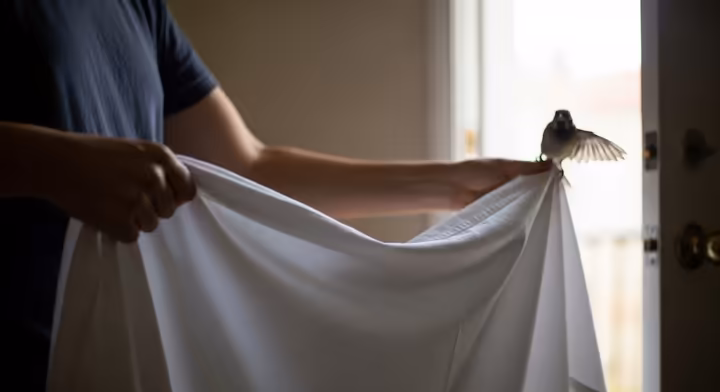 A person calmly and slowly using a white bedsheet to guide a small bird towards an open door leading outside.
